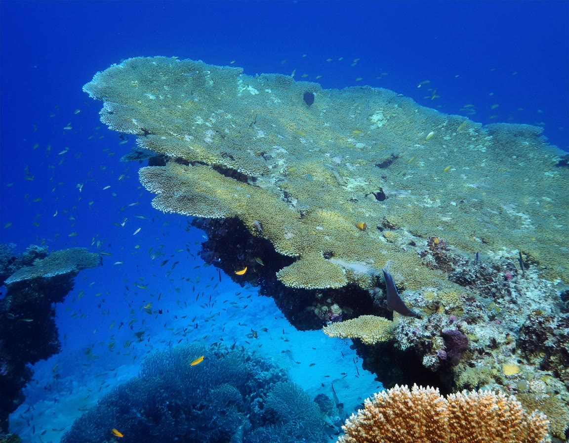 Top 20 Most Vibrant Coral Reefs